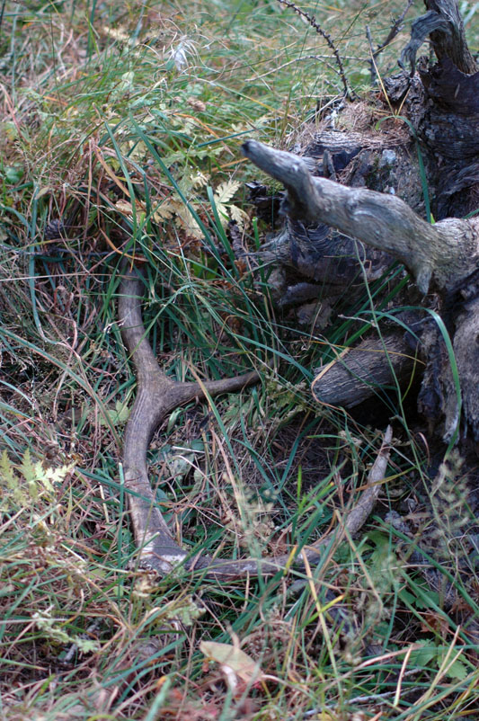 PASSIONE PER IL CERVO